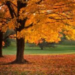 Fall trees with orange leaves falling off